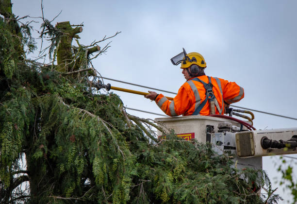 Trusted Youngwood, PA Tree Services Experts